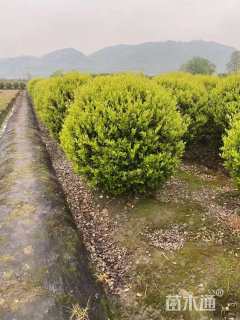 冠幅180厘米金森女贞球