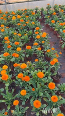 高度20厘米金盏菊