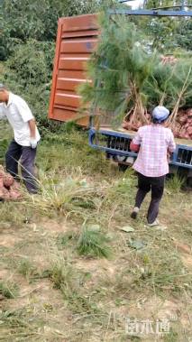 高度150厘米马尾松