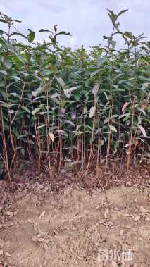 高度20厘米金丝桃