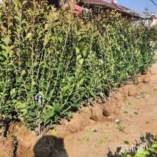 高度35厘米卫矛