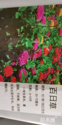 百日草