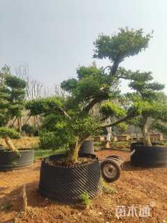 高度300厘米果石榴