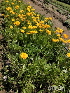 高度25厘米金鸡菊