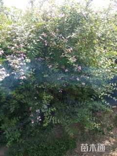 高度100厘米猥实