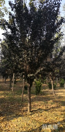 10公分紫叶李