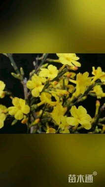 高度150厘米迎春花