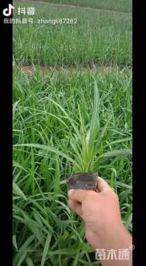 高度15厘米兰花三七草