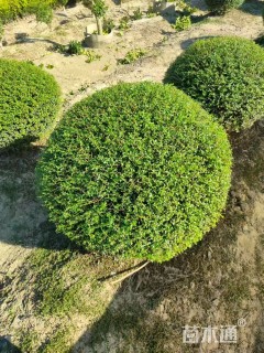 高度100厘米川滇蜡树