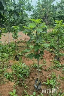 高度60厘米无花果小苗