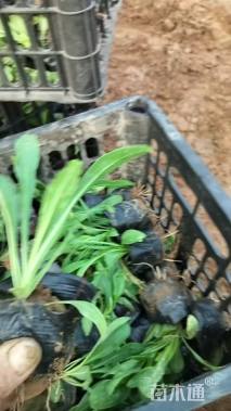 高度10厘米吊钟柳