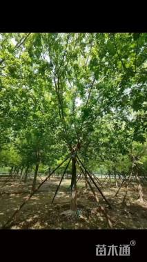 22公分金叶复叶槭