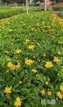 高度25厘米玛格丽特花