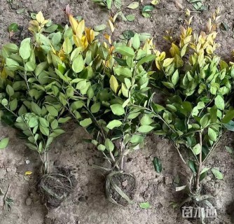 高度90厘米金森女贞