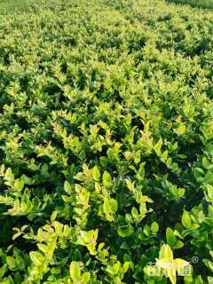 高度35厘米金森女贞小苗