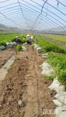 高度25厘米小叶栀子