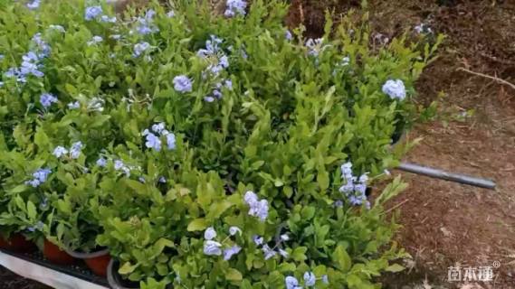 高度35厘米蓝雪花