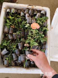 高度30厘米欧洲月季