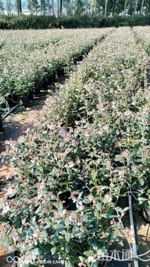 高度40厘米蓝莓