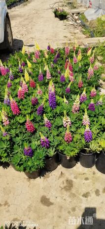 高度30厘米鲁冰花