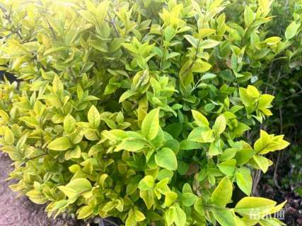 高度50厘米金叶女贞