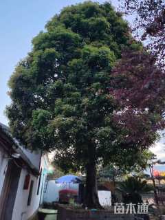 56公分小叶金桂