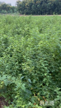 高度60厘米蔷薇