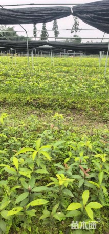 0.2公分金丝楠木