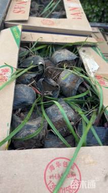 高度15厘米韭兰