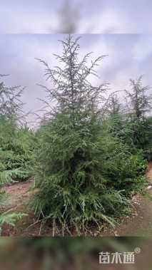 高度500厘米雪松