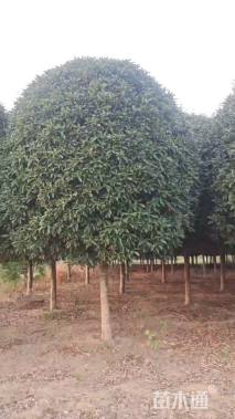 15公分桂花