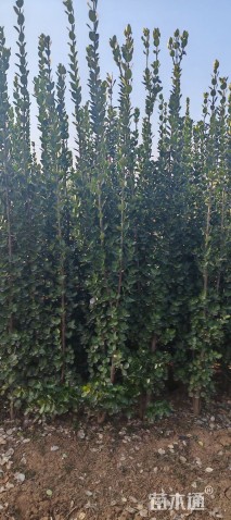 高度150厘米北海道黄杨