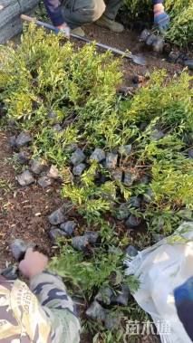 高度100厘米夹竹桃