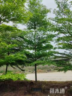 10公分小叶榄仁