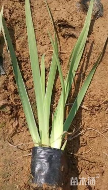 高度10厘米德国鸢尾