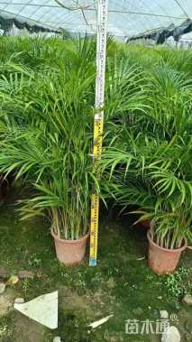 裸干高50厘米散尾葵