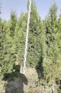 高度200厘米侧柏