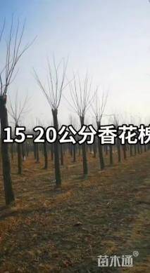 18公分红花槐