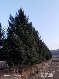 高度1200厘米云杉