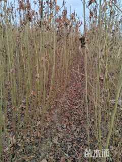 高度50厘米枫香小苗