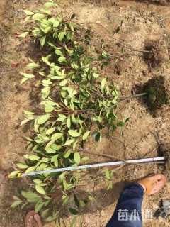 高度60厘米红叶石楠小苗