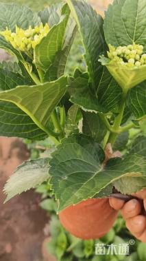 高度20厘米绣球