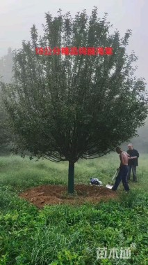 17公分绚丽海棠