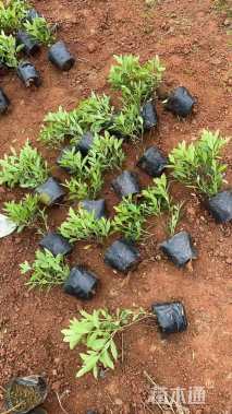 高度30厘米毛鹃