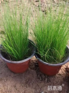 高度20厘米细茎针茅