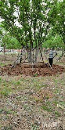 高度900厘米丛生元宝枫