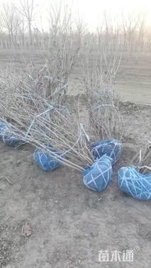 高度200厘米天目琼花