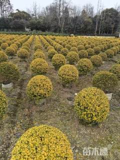 冠幅100厘米亮晶女贞球