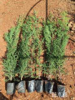 高度80厘米西藏柏木