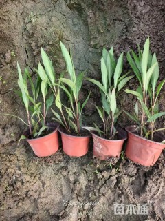 高度40厘米金丝桃